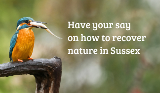 Have your say on the draft LNRS: Town and Parish Councils webinar